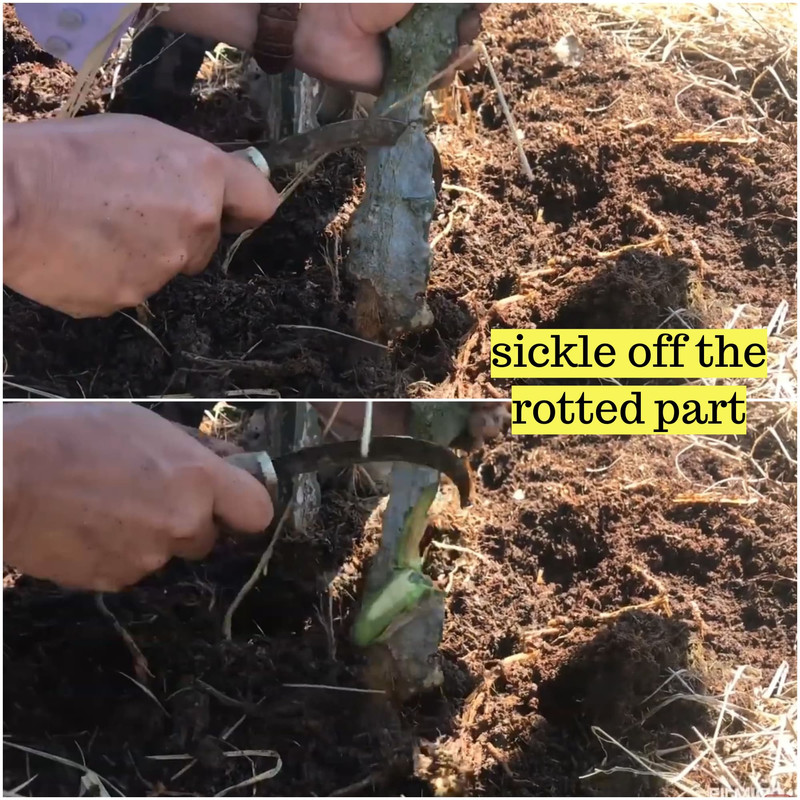 sickle-cut-the-rotted-part.jpg