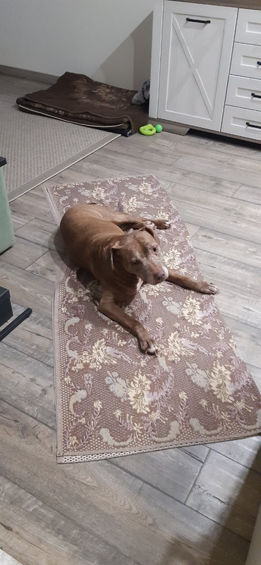 IMG-2a151e197d6e05d92515b64b213a2e0a-V