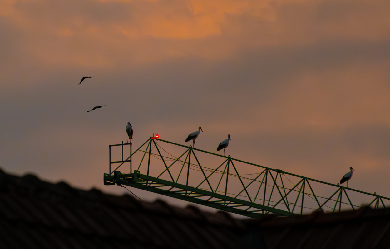 DSCF8732-Verbessert-RR