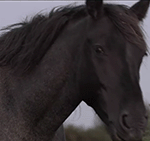 Black-Horse.gif