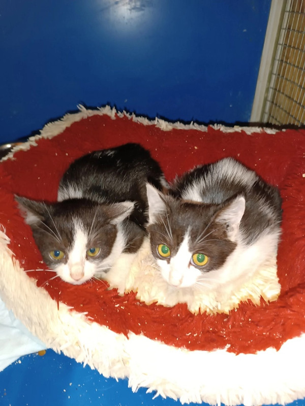 Кнопа-Клепа