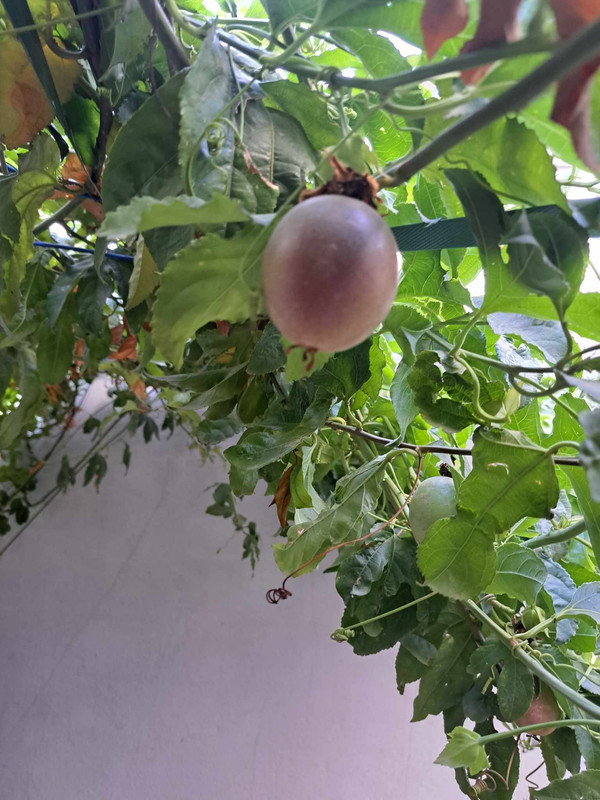 360772965_632930695601759_8128108022573509962_n