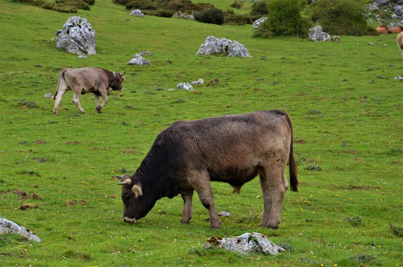 PICOS DE EUROPA-16-5-2013-LEON/ASTURIAS/CANTABRIA - Paseando por España-1991/2016 (18)