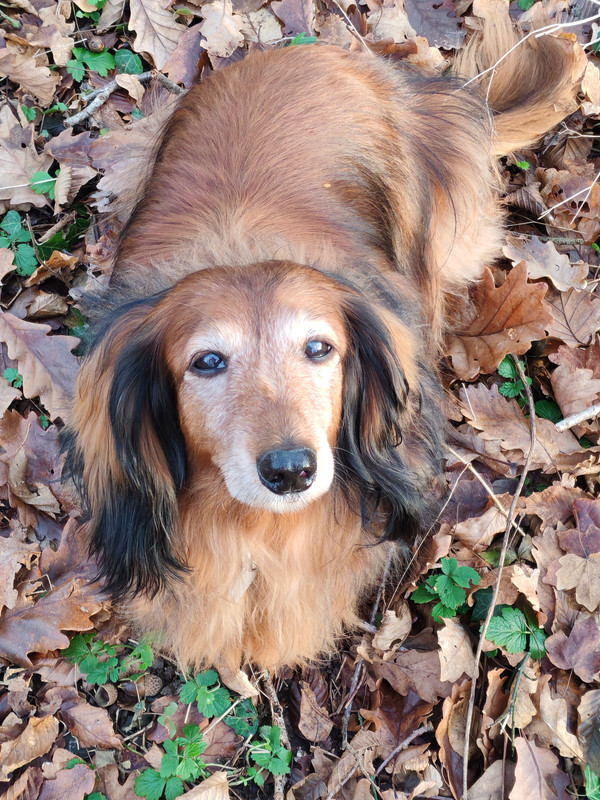 [Image: IMG-20241217-153737.jpg]