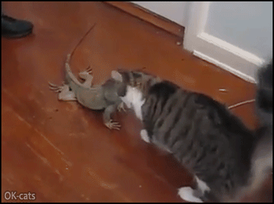 Amazing-Cat-GIF-Cat-cuddling-Lizard-with-head-boops-They-re-best-friends.gif