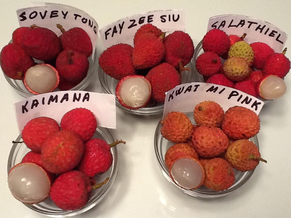 Litchi Cultivars ICIA 2013