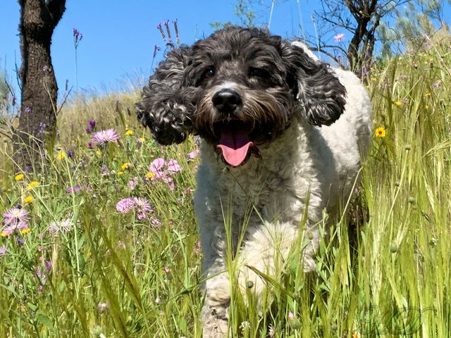 digger-meadow-HD.jpg