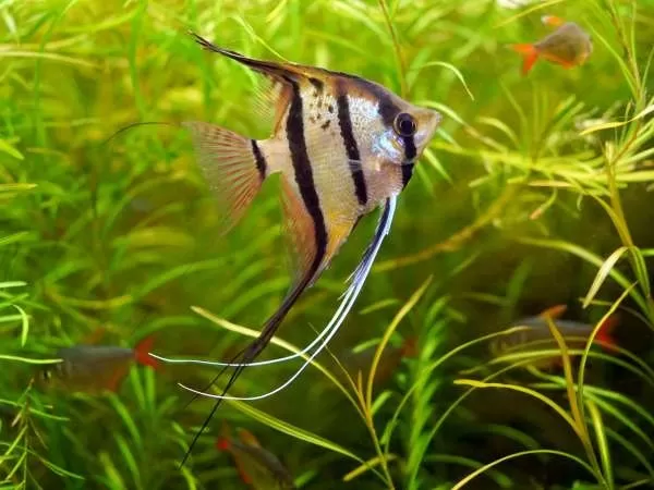 [صورة: angelfish-one-the-most-beautiful-ornamen...09662.webp]