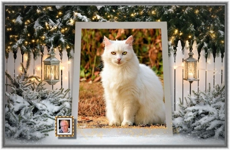 MOOIE-KATER-2
