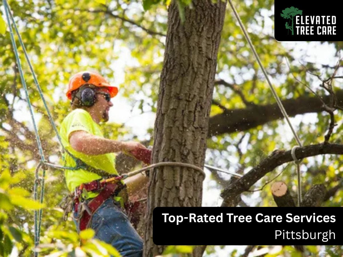 Elevated Tree Care