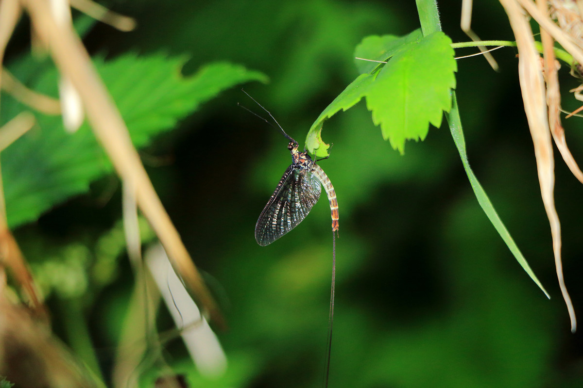 IMG_5964 (9000 x 6000)