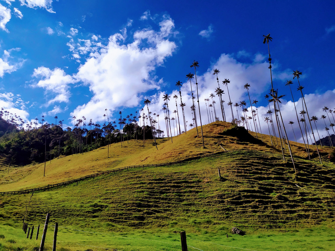 Colombia por libre en 18 días - Blogs de Colombia - Valle del Cócora y Salento (7)
