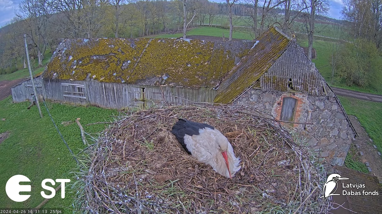 Baltie stārķi (Ciconia ciconia) Tukuma novadā - LDF tiešraide __ White storks in Tukums, Latvia 9-2-