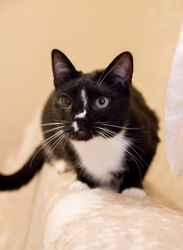 черная с белым-1-9