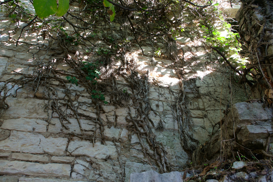 des racines le long d'un mur (et des figuiers)