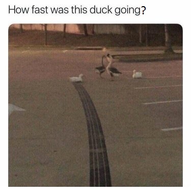 How-Fast-Was-That-Duck-Going.jpg