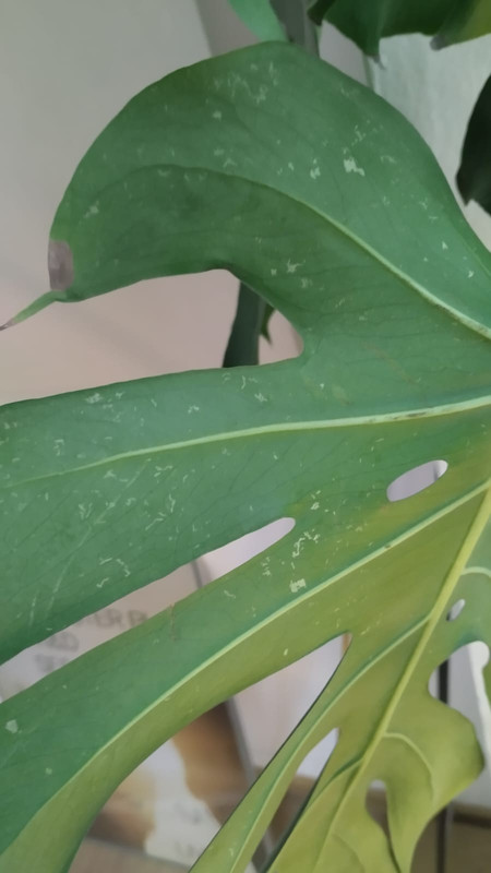 Zdjęcie WhatsApp 2025-04-23 o 16.02.25_13fa9792