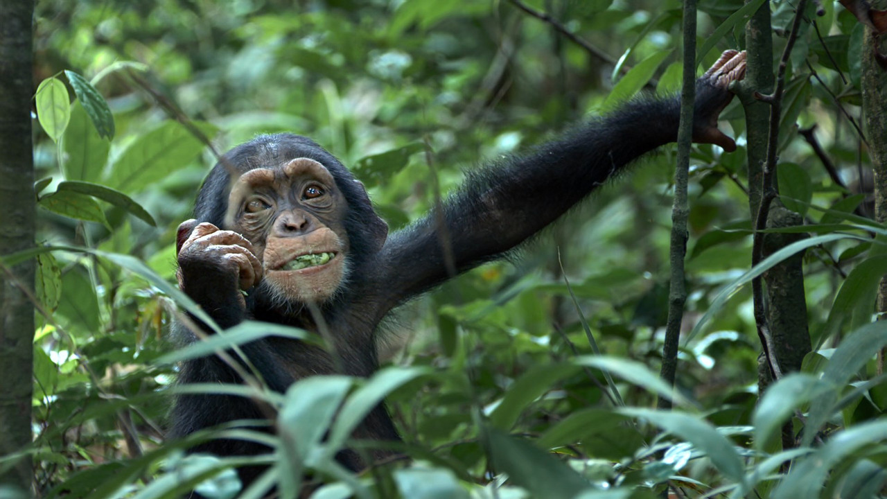Chimpanzee (2012) (1080p BluRay x265 Silence)-8