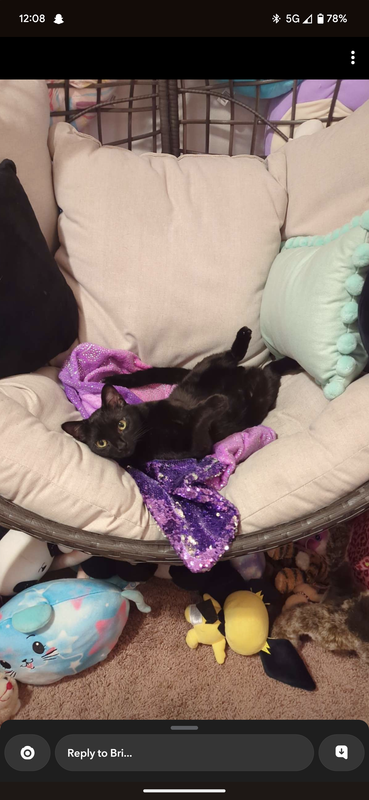 Black cat in chair on a purple blanket