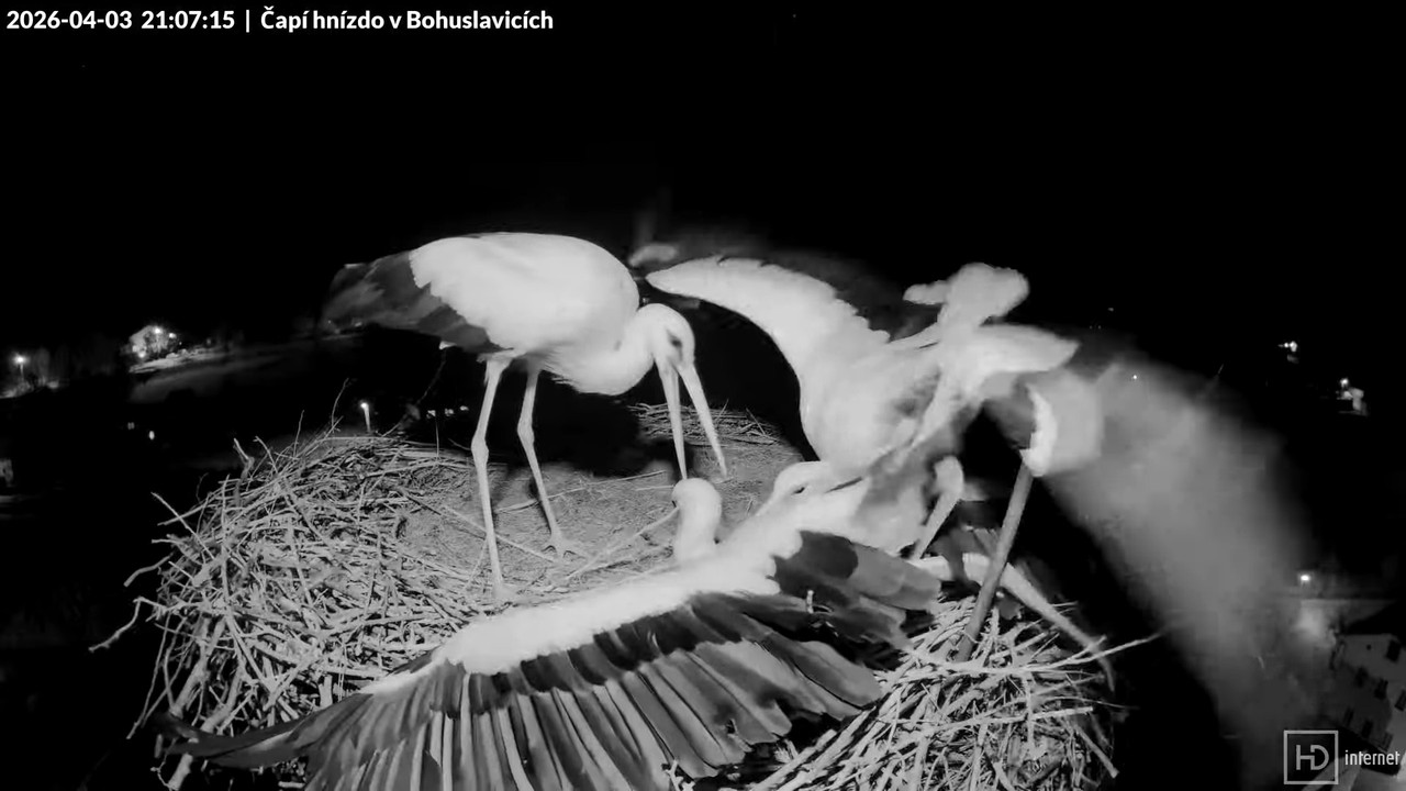 Tiešraide no KARA uzņēmuma stārķu skursteņa Bohuslavicē netālu no Trutnovas 15 36 11 screenshot (4)