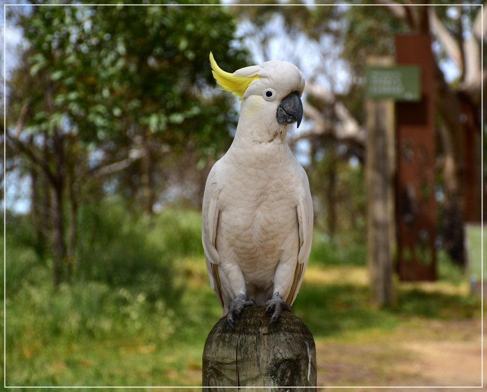 Great Ocean Road - Australia (I): toma de contacto (11)