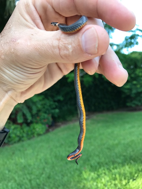 Ring Neck Snake 7 2017