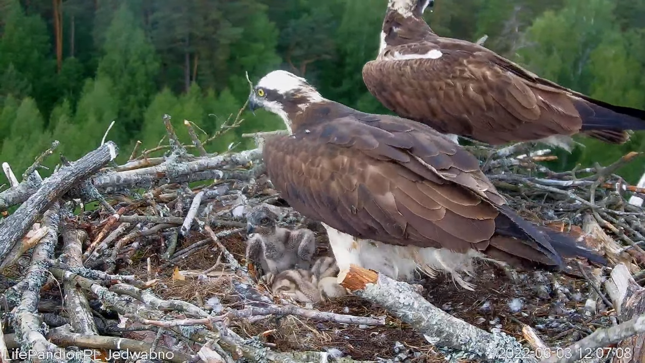 Rybołowy Online Puszcza Napiwodzko-Ramucka _ Ospreys Online in Napiwodzko-Ramucka Forest 13-0-4 scre