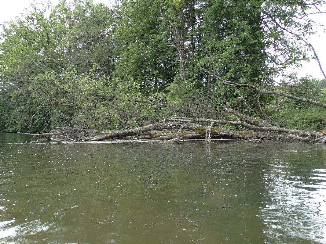 14 - DSC03930 (Czesio1)