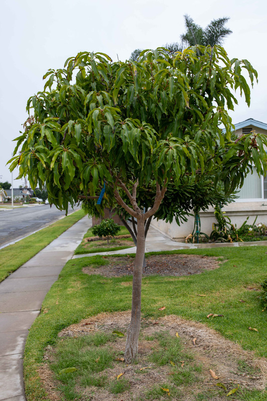 8U1A2288  Lemon Zest Mango Tree with Nice Green Foilage (7-26-2021)