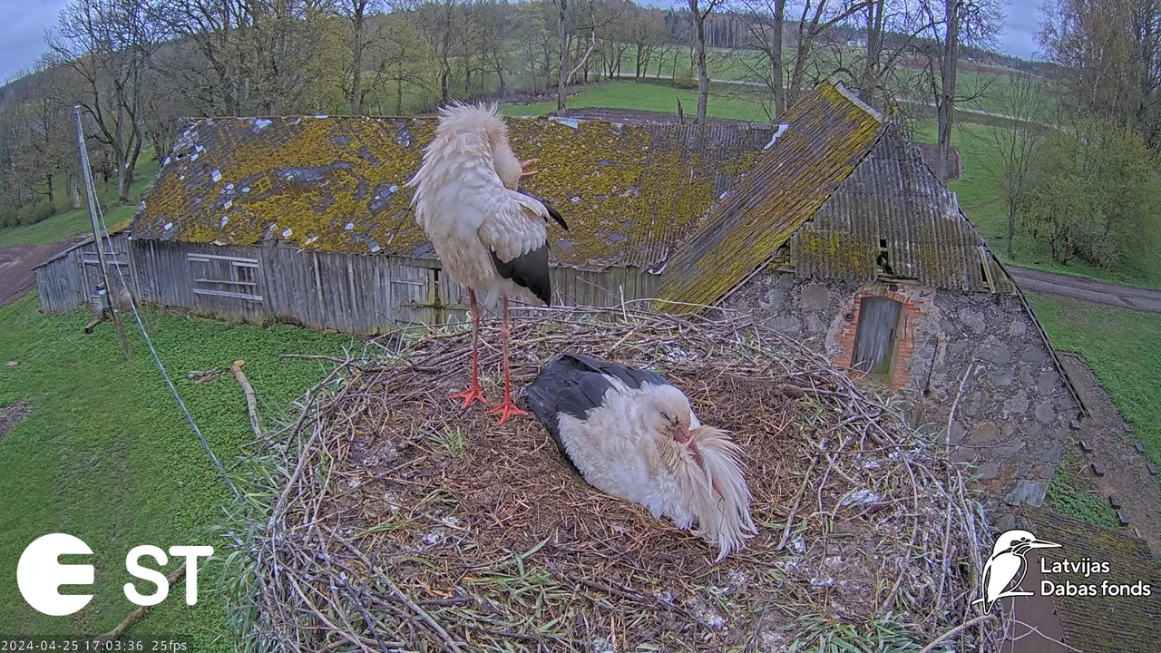 Baltie stārķi (Ciconia ciconia) Tukuma novadā - LDF tiešraide __ White storks in Tukums, Latvia 13-2
