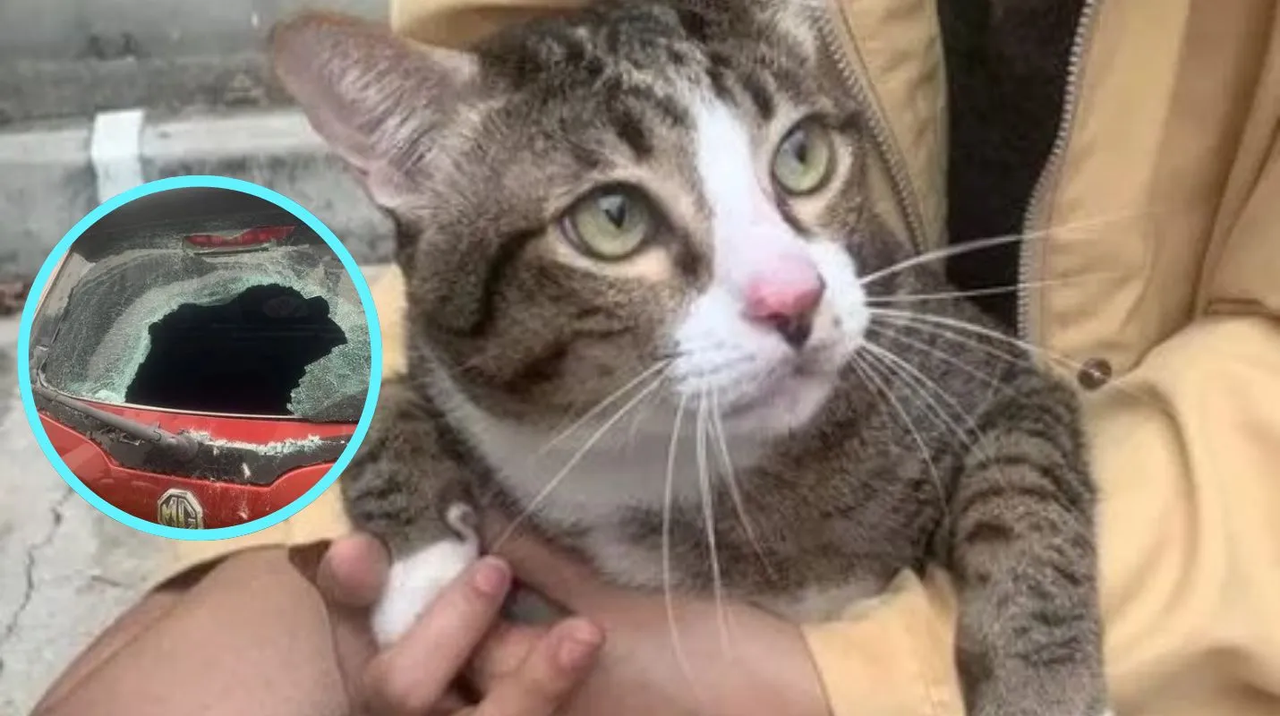 Así sobrevivió este gato con sobrepeso tras una caída