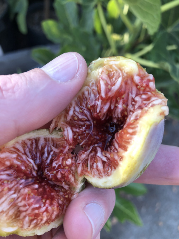 A93F3707-D86F-4D48-A7E7-B62A28FA6F1D