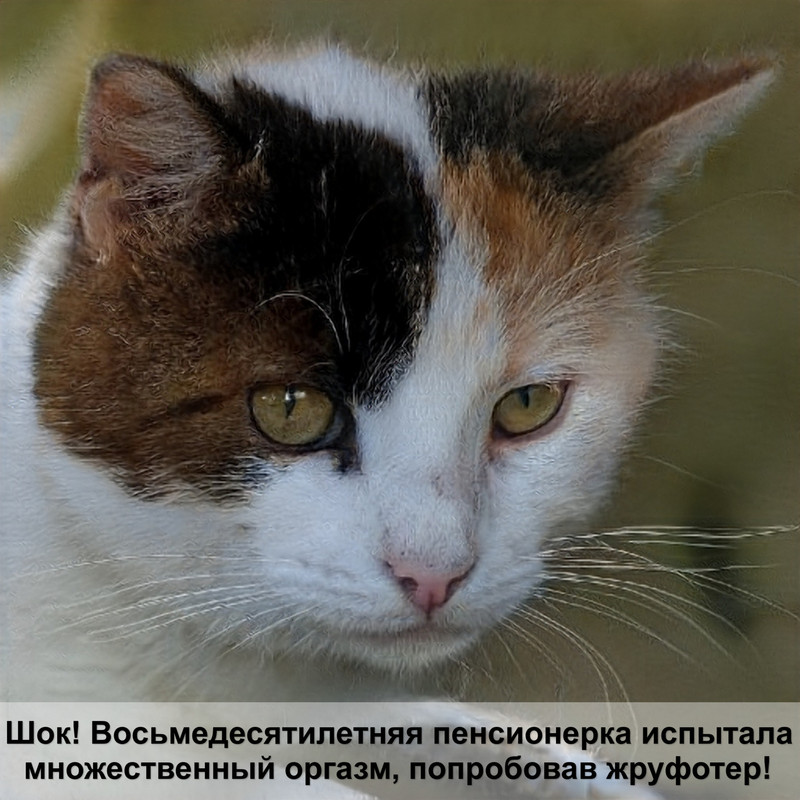 британский кот фото