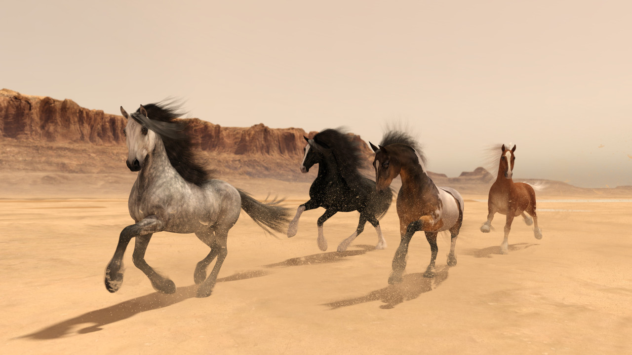 Wild Horses
