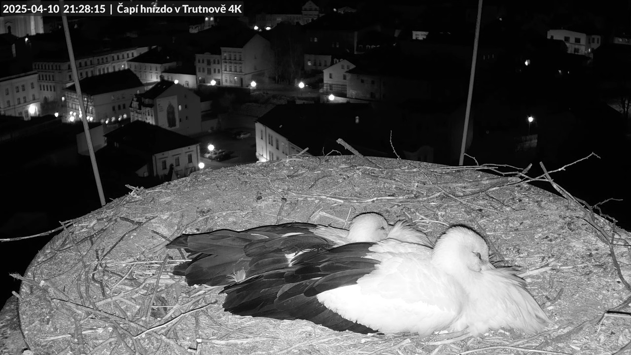 Tiešraidē no stārķa ligzdas uz alus darītavas skursteņa Trutnovā 11-52-31 screenshot