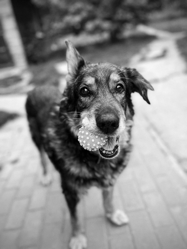 Койот_радуга