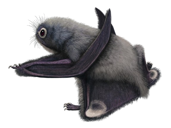Mini Anurognathus