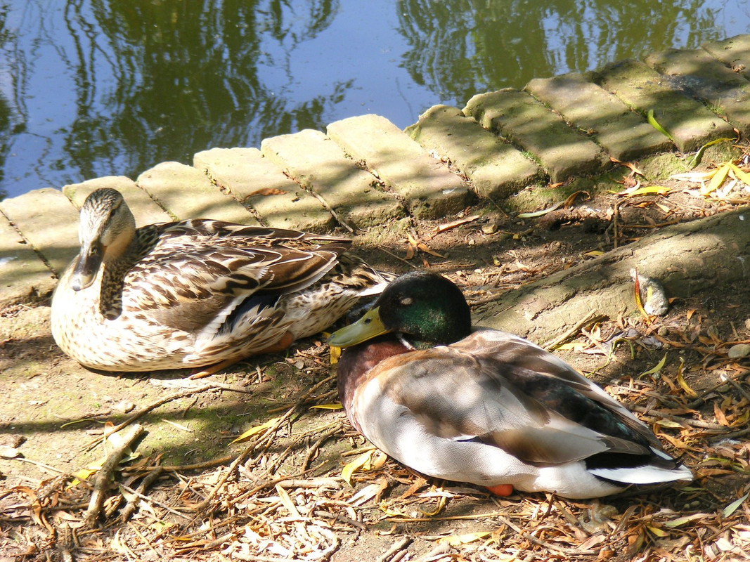 DSCF2923.jpg