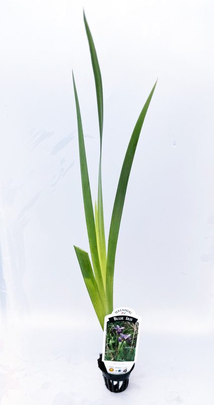 iris_blue_flag