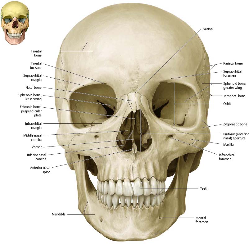 [Image: skull1.jpg]