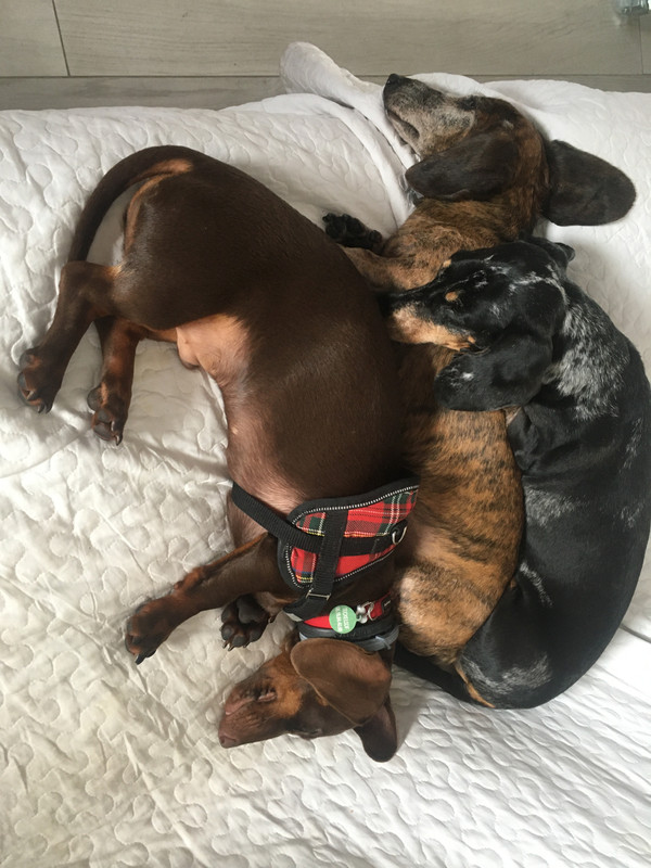 [Image: 5-D566-A03-F2-B1-4332-A131-0-D28268-AE18-C.jpg]