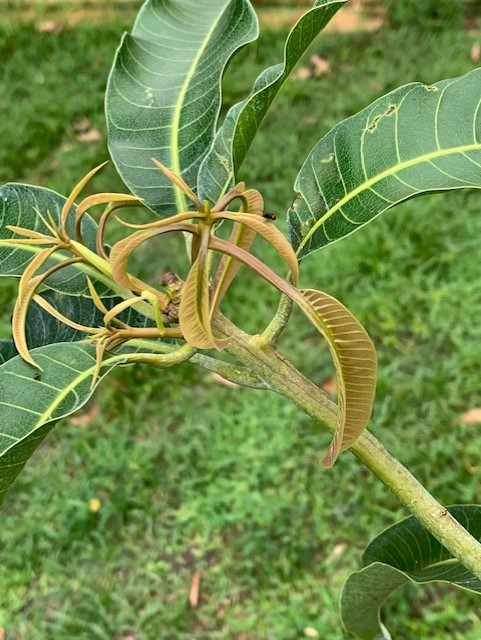 mango5