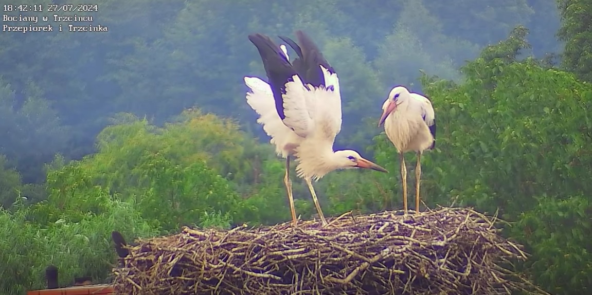 postanowilamzostacrzezba