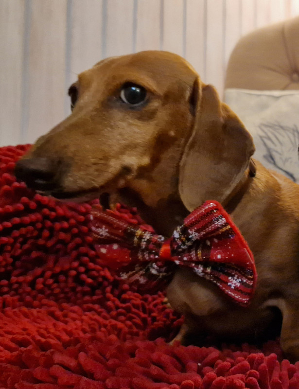 [Image: Nella-noeudpap-small.jpg]