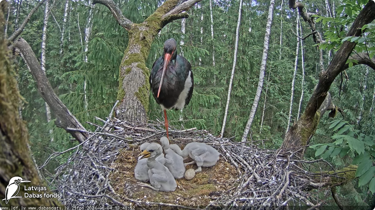 Screenshot 2024-06-04 at 17-59-53 (3) Melnais stārķis (Ciconia nigra) Ogres novadā - LDF tiešraide -