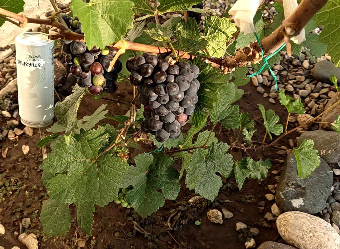 Пино Нуар_20240801_175543