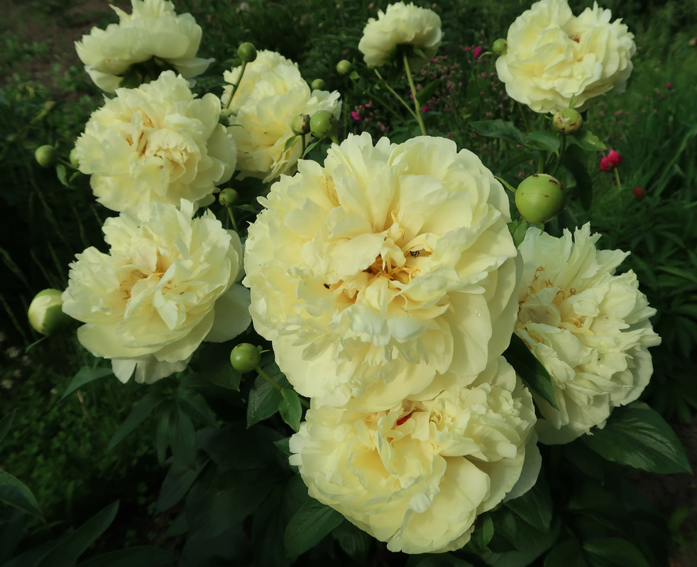 Пион Lemon Chiffon 2