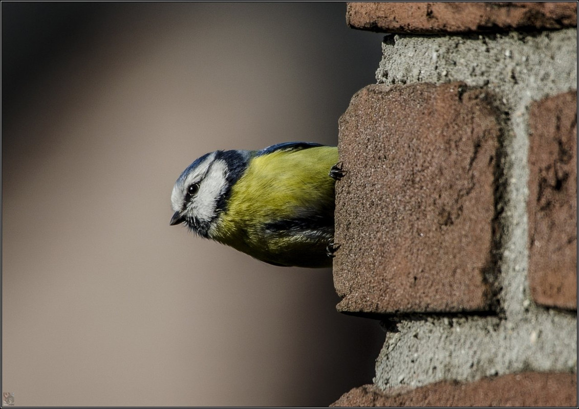 _DSC3399 BOT Vögel LR ERWZ FB