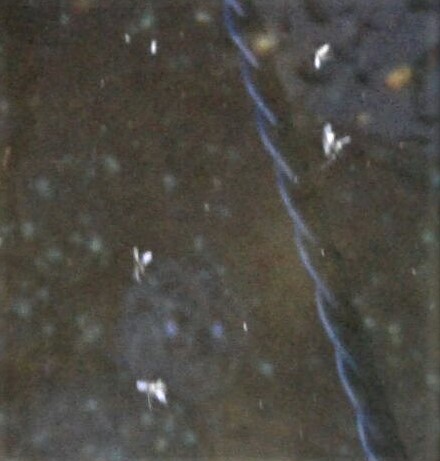 WhatsApp Image 2017-04-10 at 11.55.18