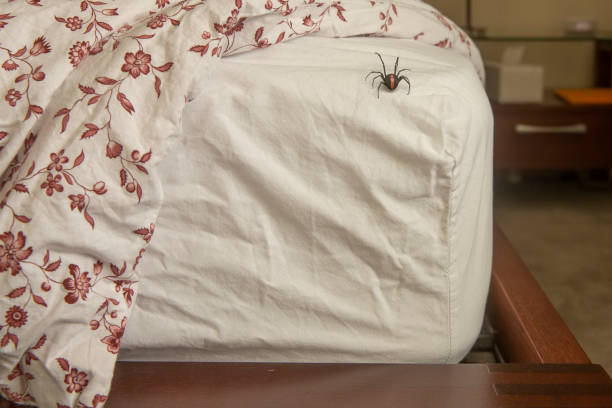 bed bug treatment Orlando